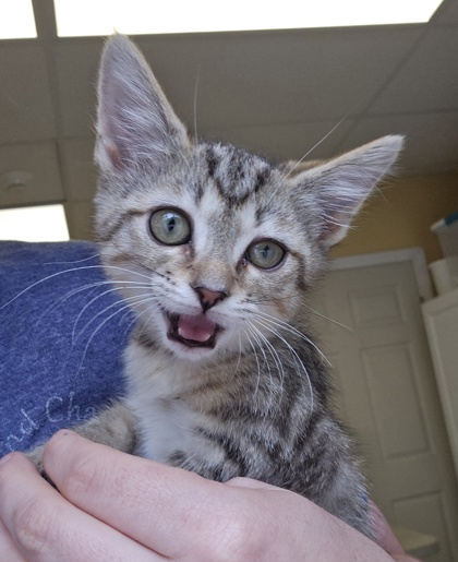 BOCA - I AM AT PETSMART FRAMINGHAM - Domestic Shorthair / Mix available for adoption