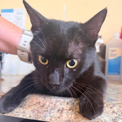 KITTY - I AM AT PETSMART FRAMINGHAM - Domestic Shorthair / Mix available for adoption