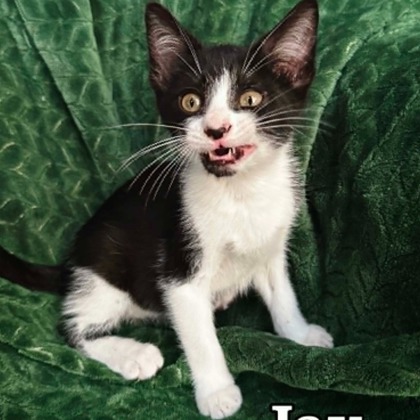 JAY - I AM AT PETSMART FRAMINGHAM - Domestic Shorthair / Mix available for adoption