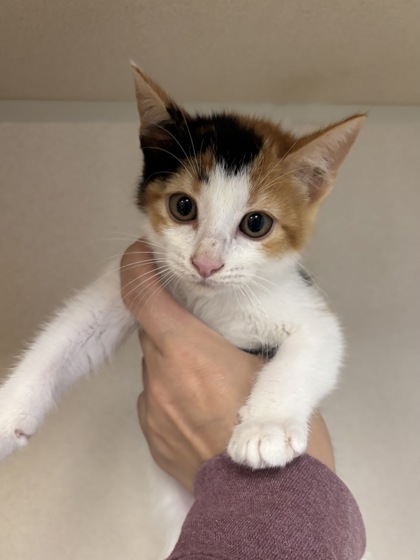 FIVE - I AM AT PETSMART NORTHBOROUGH - Domestic Shorthair / Mix available for adoption