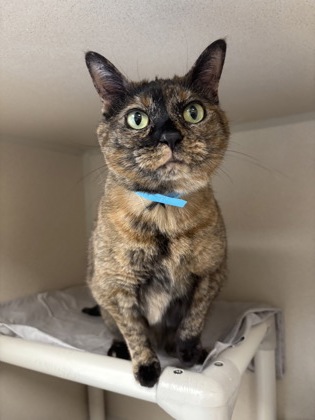 COOKIE CRUMBLES - I AM AT PETSMART FRAMINGHAM - Domestic Shorthair / Mix available for adoption