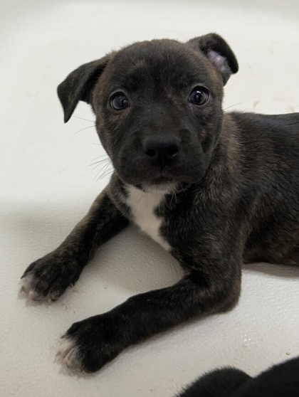 KALI - Terrier / Mix available for adoption