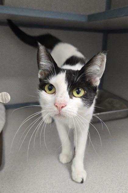 BANANA SPLIT - I AM AT PETSMART FRAMINGHAM - Domestic Shorthair / Mix available for adoption