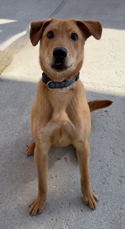 OLI - Labrador Retriever / German Shepherd for adoption in Worcester