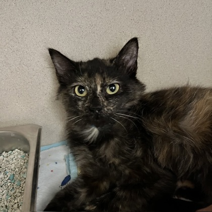 HEDWIG - KLEMS EVENT 2-4 - Domestic Medium Hair / Mix available for adoption