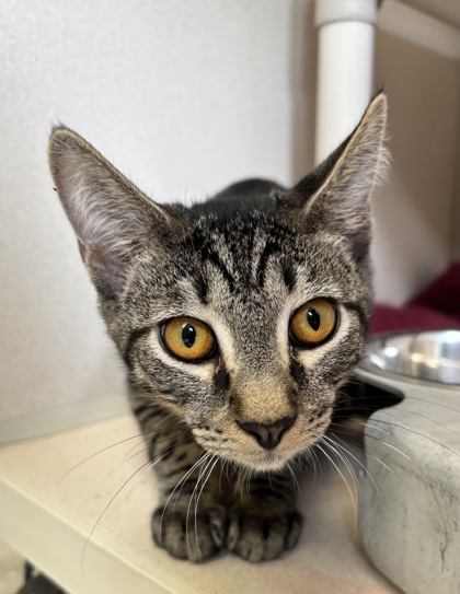 COLIN - I AM AT PETSMART FRAMINGHAM - Domestic Shorthair / Mix available for adoption
