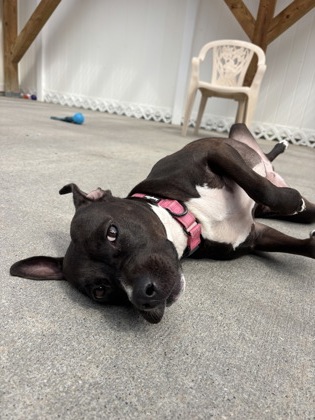 CLOVER - Labrador Retriever / Mix available for adoption