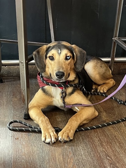 MEEKO - Hound / Mix available for adoption