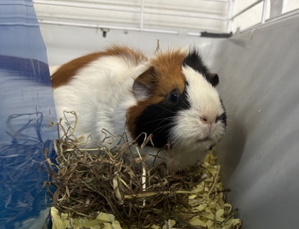 TACO/PARFAIT - BONDED PAIR - Guinea Pig / Guinea Pig available for adoption