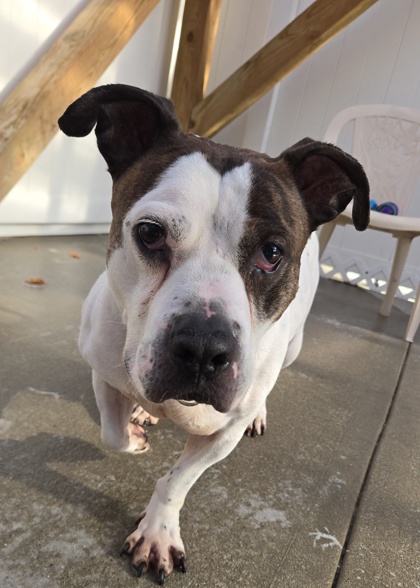BOUNCE - American Bulldog / Mix available for adoption