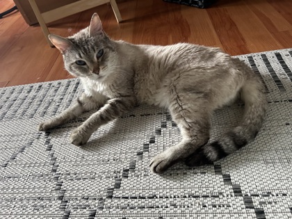 JOJO (IN FOSTER - CALL TO SCHEDULE A MEET!) - Domestic Shorthair / Mix available for adoption
