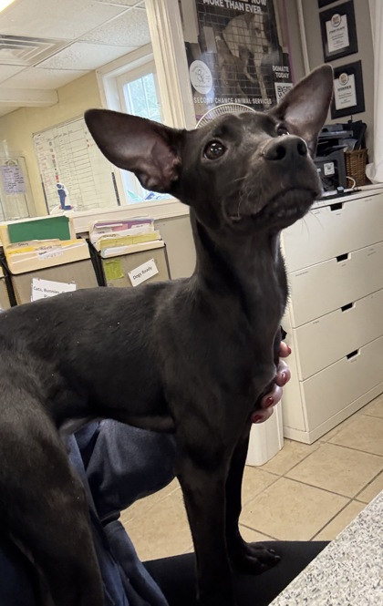 ANUBIS - Mixed Breed, Large (over 44 lbs fully grown) / Mix available for adoption
