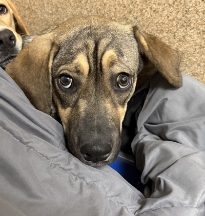 CLOVER MAY - Hound / Mix available for adoption