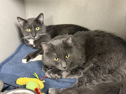 LEGEND/ SCAR BONDED - Domestic Shorthair / Mix available for adoption
