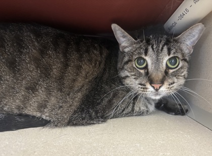 BABS - I AM AT PETSMART NORHTBOROUGH