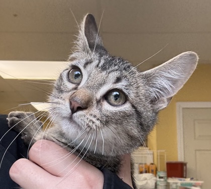 BOOMER - I AM AT PETSMART NORTHBOROUGH - Domestic Shorthair / Mix available for adoption