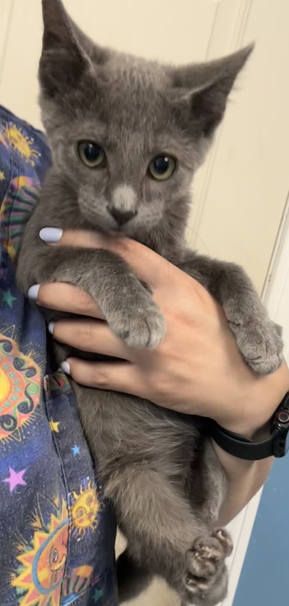 CHANCE - I AM AT PETSMART FRAMINGHAM - Domestic Shorthair / Mix available for adoption