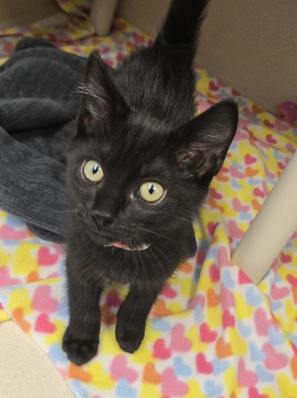 CHILLI CHEESE HOTDOG-FIV+ @ PETSMART NORTHBORO - Domestic Shorthair / Mix available for adoption
