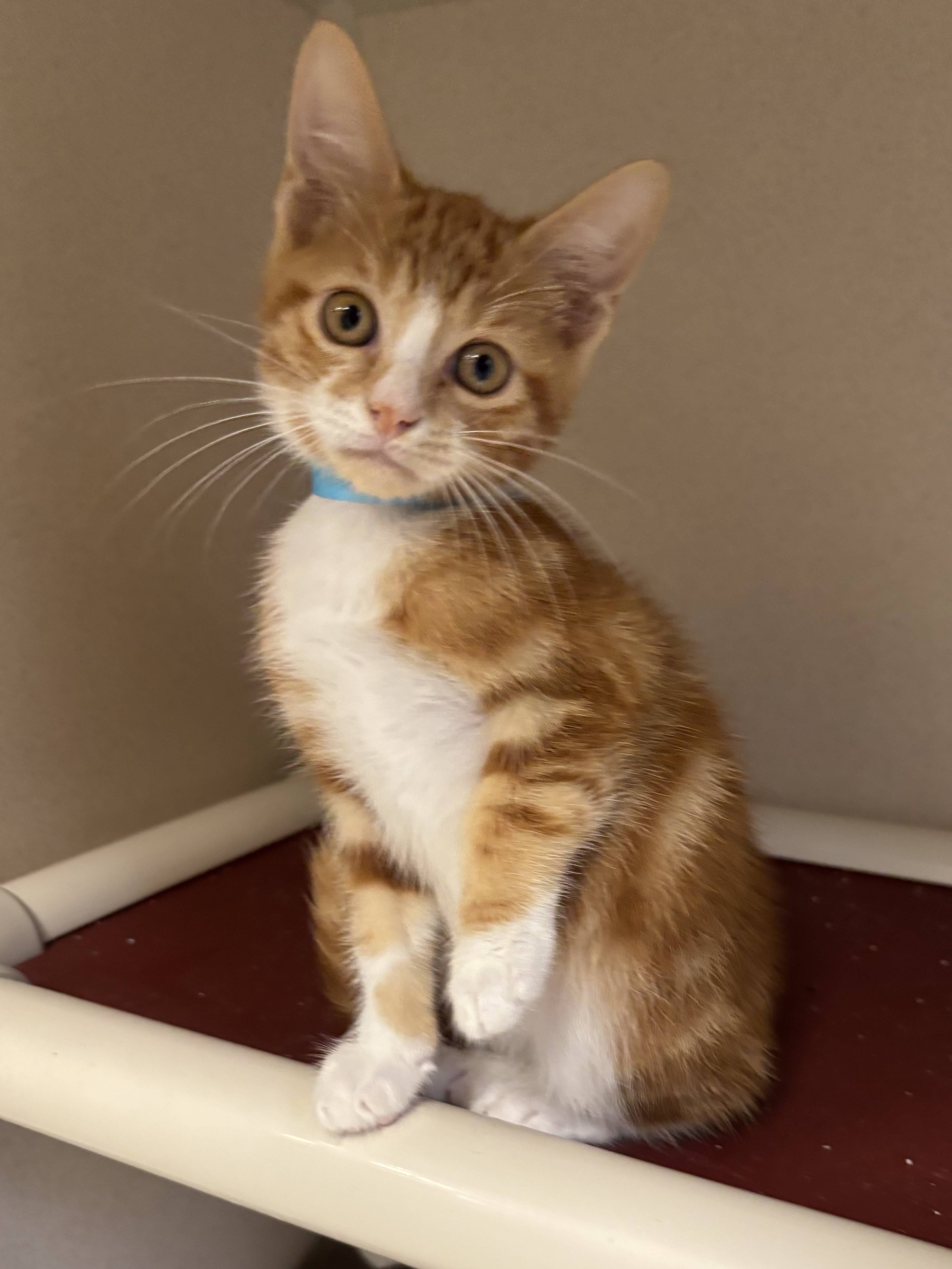 SALSA - I AM AT PETSMART FRAMINGHAM - Domestic Shorthair / Mix available for adoption