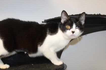 ISABELLA ( FKA DOODLE) - Domestic Shorthair / Mix available for adoption