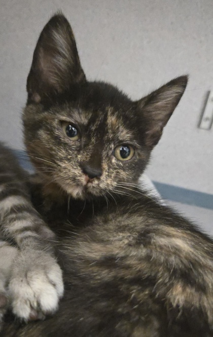AMARILLA - I AM AT PETSMART FRAMINGHAM - Domestic Shorthair / Mix available for adoption