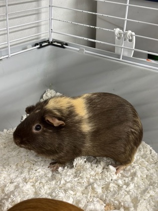 CHEF BOYARDEE/ SPAGHETTIO/ RAVIOLI - Guinea Pig / Guinea Pig available for adoption