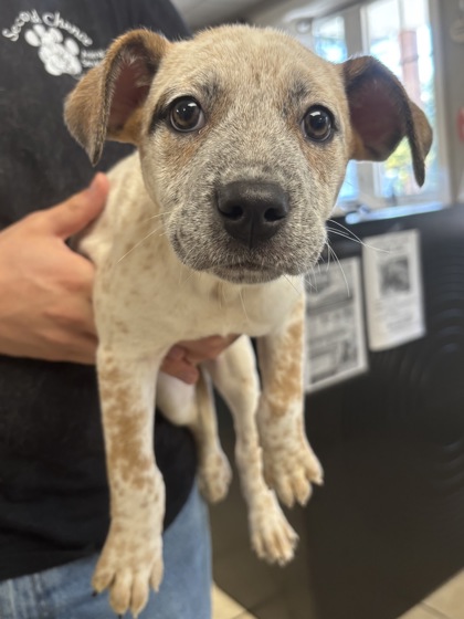 GINGER - I AM AT KLEM'S PET EXPO SAT 12-2PM