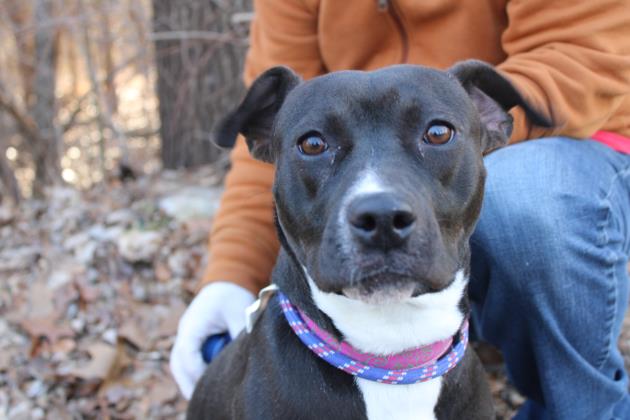 CLOVER - Labrador Retriever / Mix for adoption in Worcester