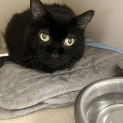 HILLARY - Domestic Shorthair / Mix available for adoption