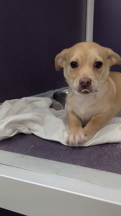 LOUIE BERTERA SUBARU WEST SPRINGFIELD (11-2PM) - Short Coat Chihuahua / Mix available for adoption