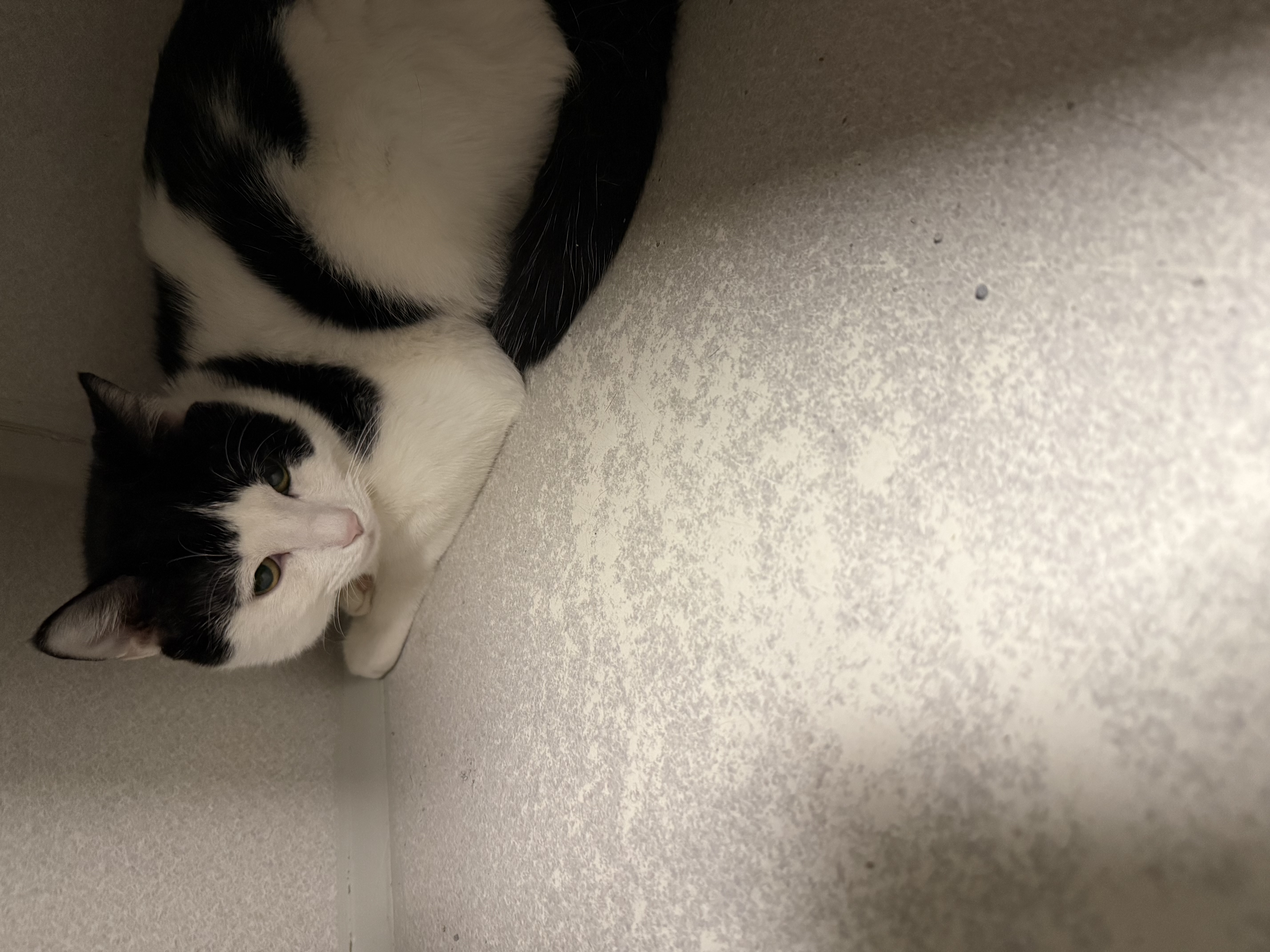 STINKY JR/ CHEESE BONDED - Domestic Shorthair / Mix available for adoption