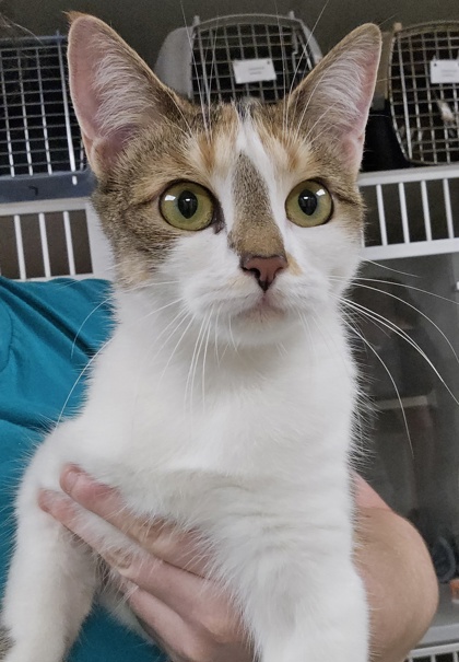 DILLY BAR - Domestic Shorthair / Mix available for adoption
