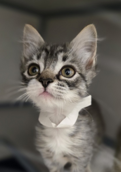 KRISTEN - I AM AT PETSMART NORTHBOROUGH - Domestic Shorthair / Mix available for adoption