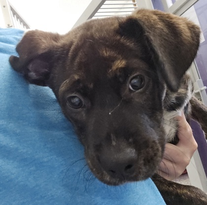 DODGE - Retriever / Mix for adoption in Worcester