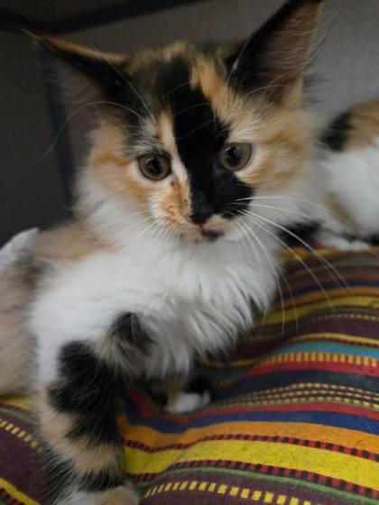 MOON - I AM AT PETSMART FRAMINGHAM - Domestic Medium Hair / Mix available for adoption