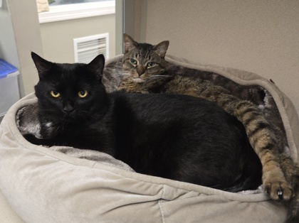 PARKERS/MOMO-BONDED PAIR - Domestic Shorthair / Mix available for adoption