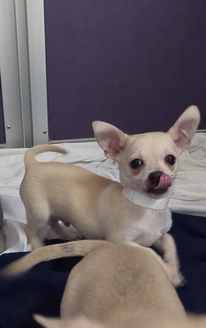 DEWEY BERTERA SUBARU WEST SPRINGFIELD (11-2PM) - Short Coat Chihuahua / Mix available for adoption
