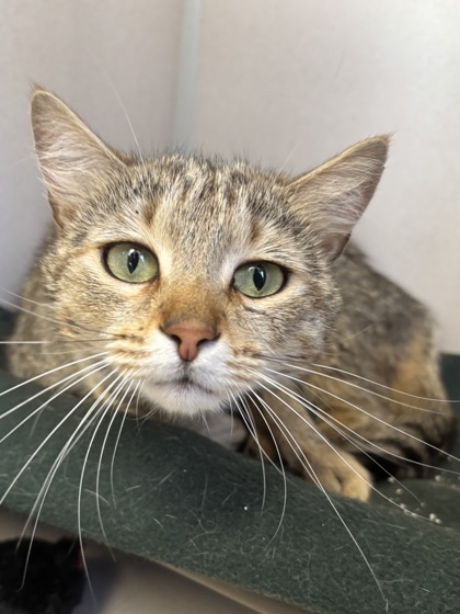 AMBER - Domestic Shorthair / Mix available for adoption
