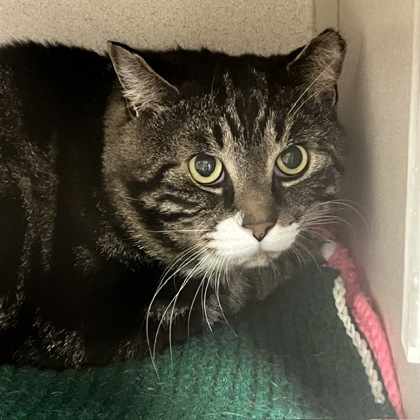 LUCKY - Domestic Shorthair / Mix available for adoption