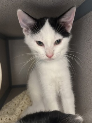 MOJITO - I AM AT PETSMART NORTHBOROUGH - Domestic Shorthair / Mix available for adoption
