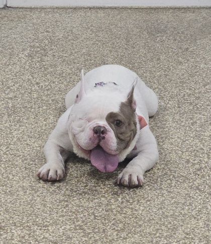 DUCKY - Bulldog / Mix for adoption in Worcester