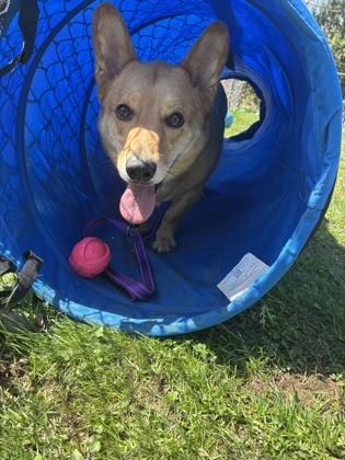 ZEUS - Cardigan Welsh Corgi / Shepherd available for adoption