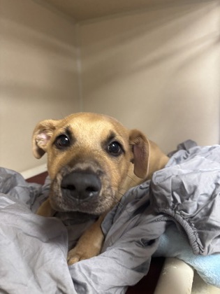 KASPER - Mixed Breed, Large (over 44 lbs fully grown) / Retriever available for adoption