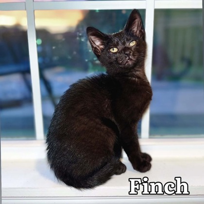 FINCH - I AM AT PETSMART FRAMINGHAM - Domestic Shorthair / Mix available for adoption