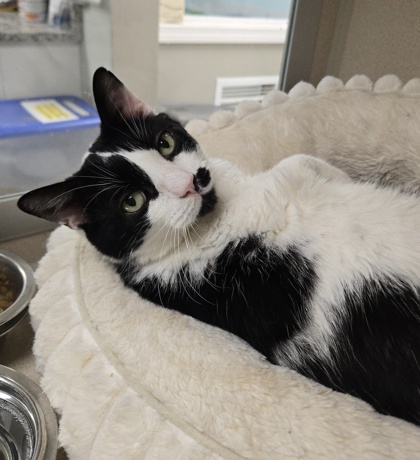 BONJOURNO - Domestic Shorthair / Mix available for adoption
