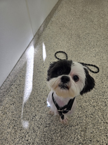 JAX - Shih Tzu / Mix available for adoption