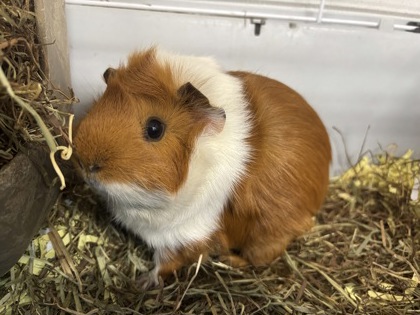 PARFAIT/TACO - BONDED PAIR - Guinea Pig / Guinea Pig available for adoption