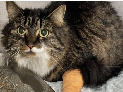 KOTA - Domestic Longhair / Mix for adoption in Worcester