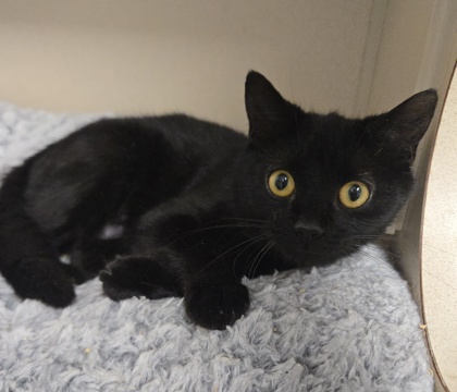 TROMBONE - Domestic Shorthair / Mix for adoption in Worcester