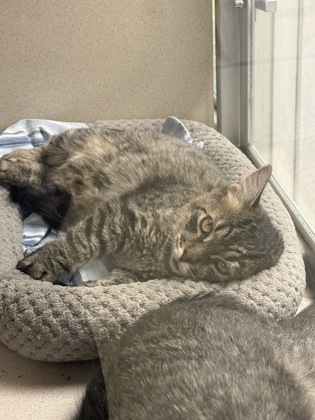 MITCH - Domestic Medium Hair / Mix available for adoption